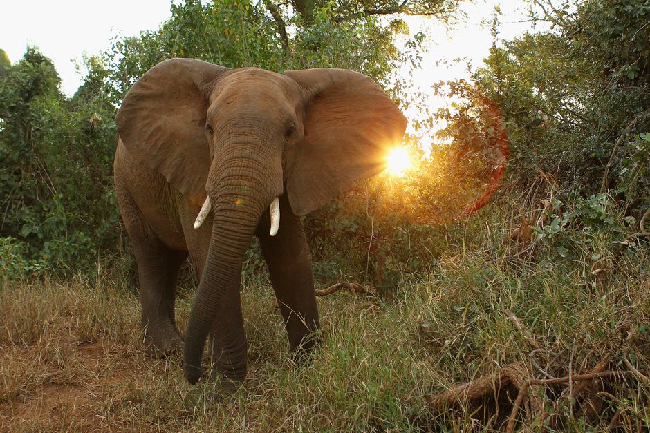 Suspected poacher trampled to death by elephant in South Africa