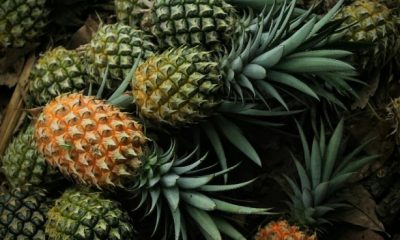 Hope for Zimbabwe Small Pineapple Farmers After Cyclone Idais Rampage