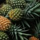 Hope for Zimbabwe Small Pineapple Farmers After Cyclone Idais Rampage