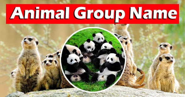list of names for groups of animals