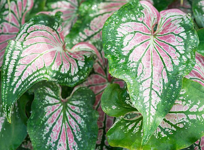 Pretty but deadly: Watch toddlers around these houseplants