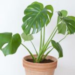 Растение houseplants d8 h35