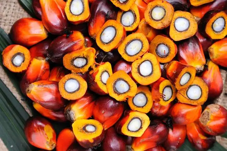 Palm Oil Business: Key Tips On How To Start And Store Palm Oil