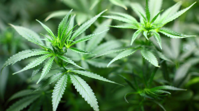 Cannabis: Time Not Ripe for Cannabis Legalization in Nigeria - ISSUP