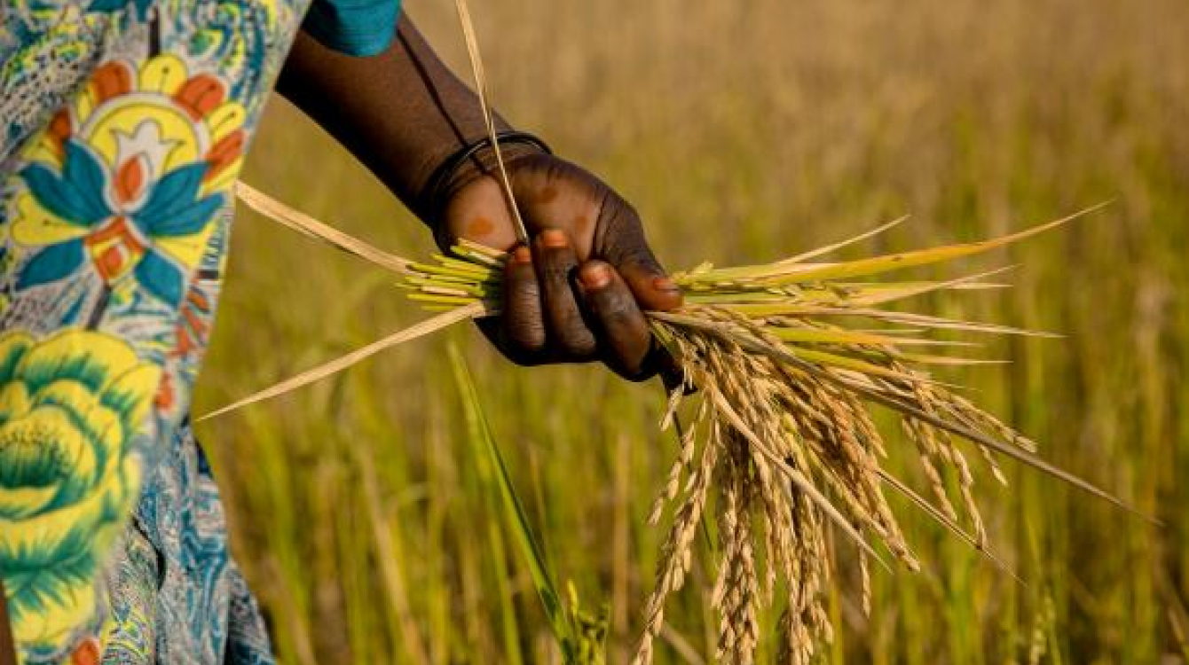 The Impact of Climate Change on Food Security in Africa