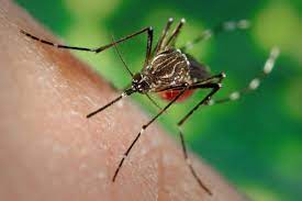 Demystifying Dengue Fever: An In-depth Analysis of Symptoms, Treatments, and Survival Rates