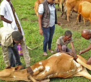 Plateau State Government Initiates Vaccination Drive for 4.3 Million Cattle to Prevent Anthrax Disease Outbreak