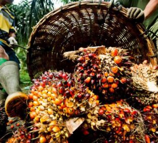 Palm oil business in Nigeria and Africa