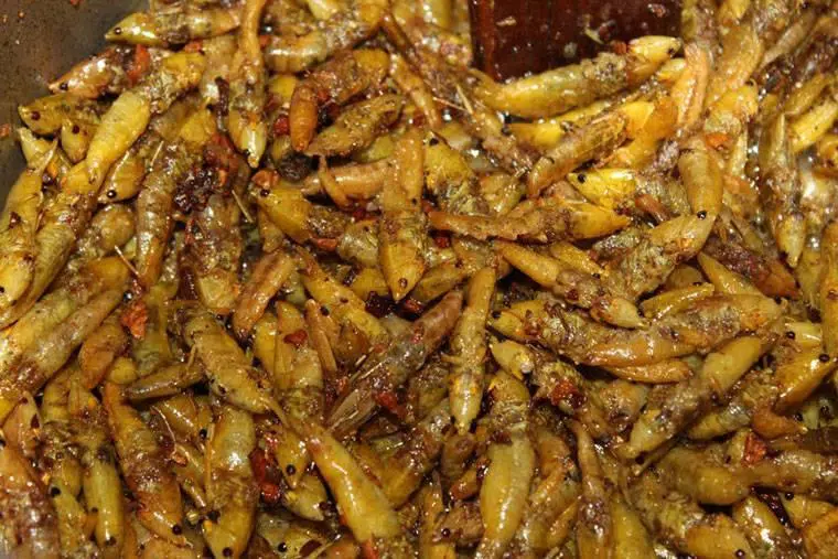 Roasted grasshopper