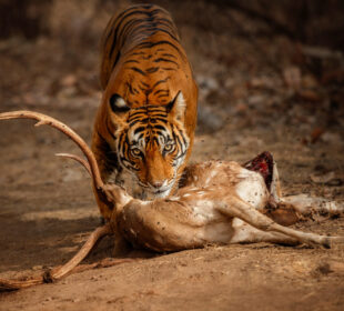 What Animals Can Teach Humans About Survival and Resilience