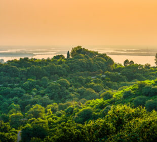 How Forest Ecosystems Stay Perfectly Balanced