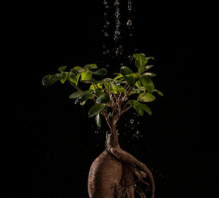 Fast-Growing Trees and Their Benefits: Nature’s Quick Solution to a Changing World