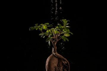 Fast-Growing Trees and Their Benefits: Nature’s Quick Solution to a Changing World