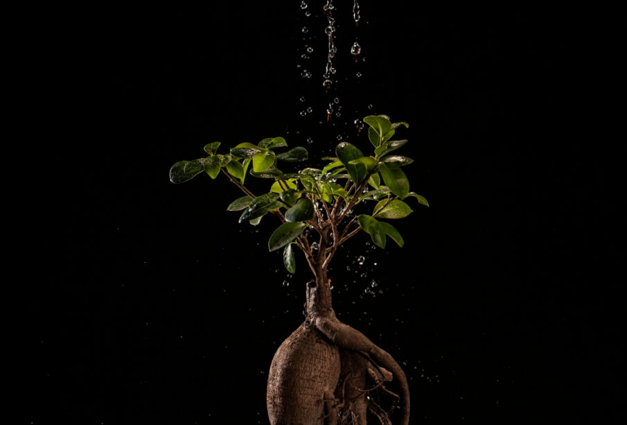 Fast-Growing Trees and Their Benefits: Nature’s Quick Solution to a Changing World