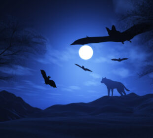 Discover the difference between nocturnal and diurnal animals, their characteristics, examples, and why animals choose to be active during day or night.