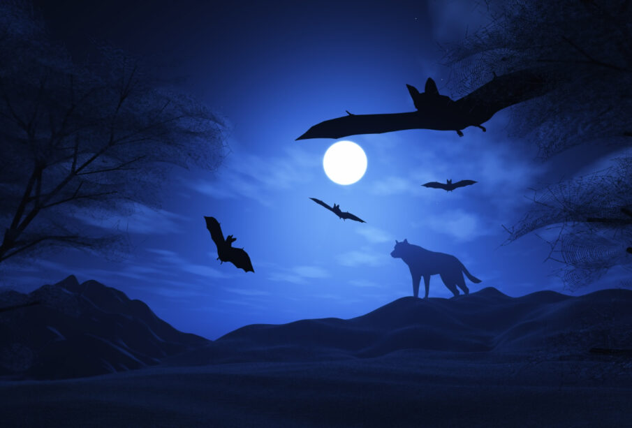 Discover the difference between nocturnal and diurnal animals, their characteristics, examples, and why animals choose to be active during day or night.