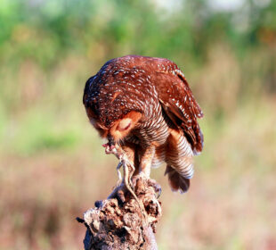 Food Chains vs Food Webs Explained Simply