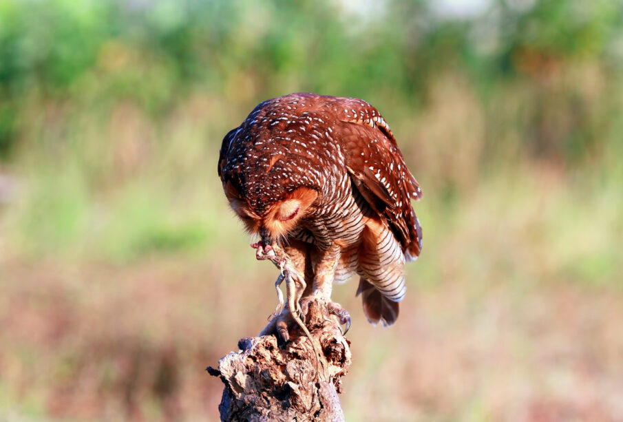 Food Chains vs Food Webs Explained Simply