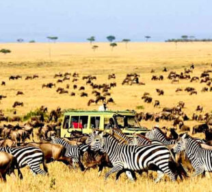 Top 15 Animals Found Only in Africa and What Makes Them Unique