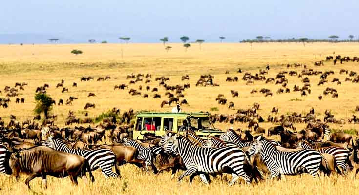 Top 15 Animals Found Only in Africa and What Makes Them Unique