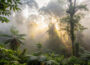Rainforests: Earth’s Natural Defense System