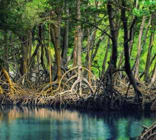 Nature’s Most Powerful Adaptations