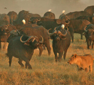 Survival Lessons from Africa’s Wild Animals