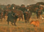 Survival Lessons from Africa’s Wild Animals