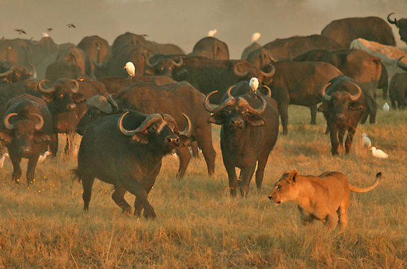 Survival Lessons from Africa’s Wild Animals