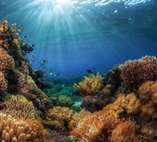 Ocean Ecosystems Explained