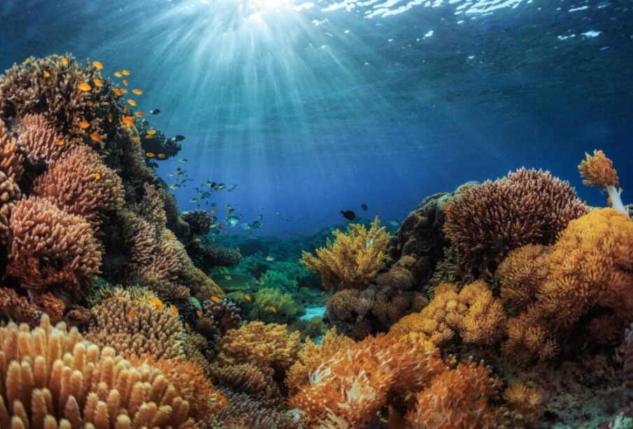 Ocean Ecosystems Explained