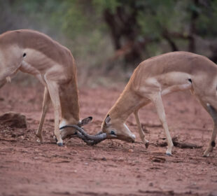 Survival Lessons From Africa’s Wild Animals