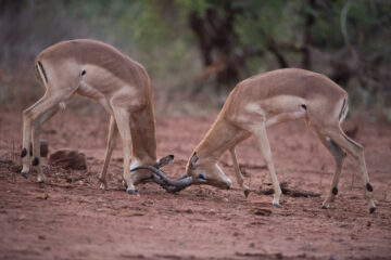 Survival Lessons From Africa’s Wild Animals