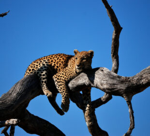 Survival Lessons From Africa’s Wildlife