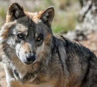 Survival Lessons From Nature’s Top Predators