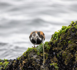 Nature’s Most Fascinating Adaptations