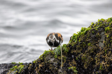Nature’s Most Fascinating Adaptations