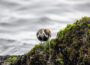 Nature’s Most Fascinating Adaptations