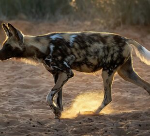 Africa's Most Unique Wildlife Adaptations