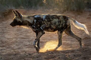 Africa's Most Unique Wildlife Adaptations