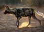 Africa's Most Unique Wildlife Adaptations