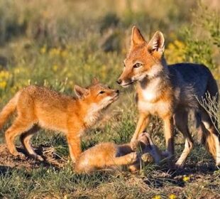 Wildlife Conservation Success Stories