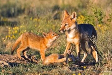 Wildlife Conservation Success Stories