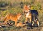 Wildlife Conservation Success Stories