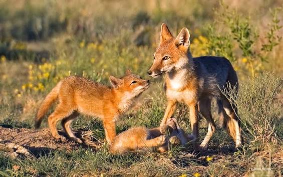 Wildlife Conservation Success Stories
