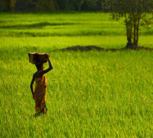 Farm-to-Table Movements Across Africa