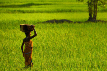 Farm-to-Table Movements Across Africa