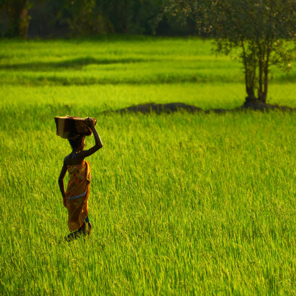 Farm-to-Table Movements Across Africa