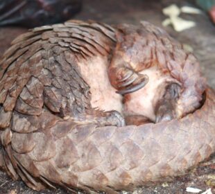 African Wildlife Species Under Protection