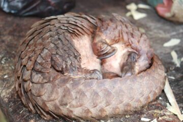 African Wildlife Species Under Protection
